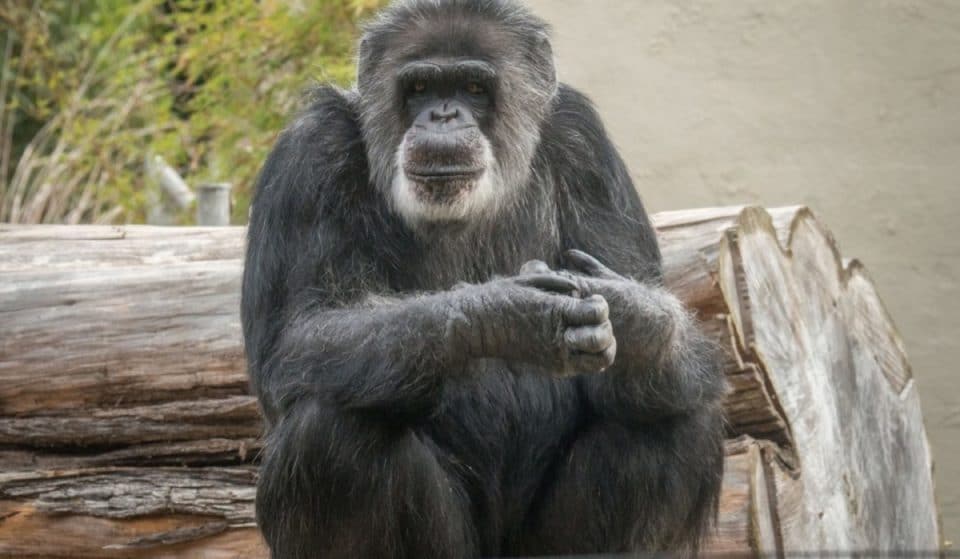 SF Zoo’s Beloved Chimpanzee Cobby Dies At 63
