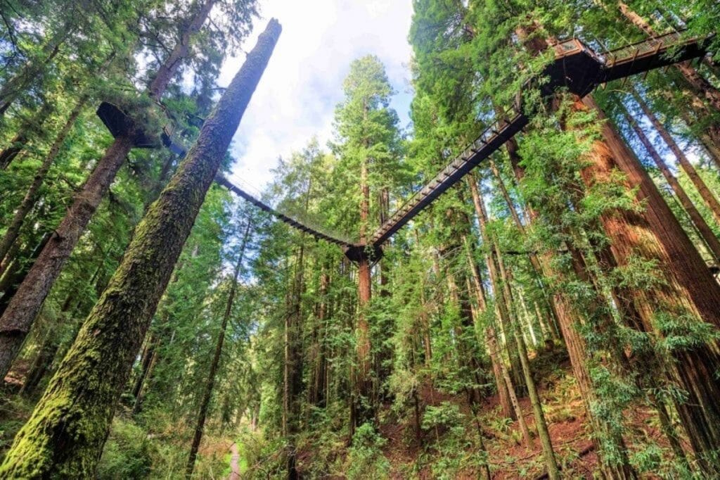 This Incredible New Skywalk In Eureka Puts You On The Same Level As The Redwoods