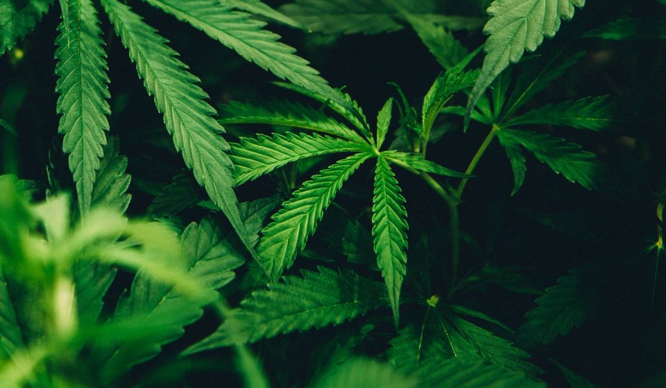 This SF Nonprofit Will Give You Free Weed If You Get Vaxxed At Their Event On Friday