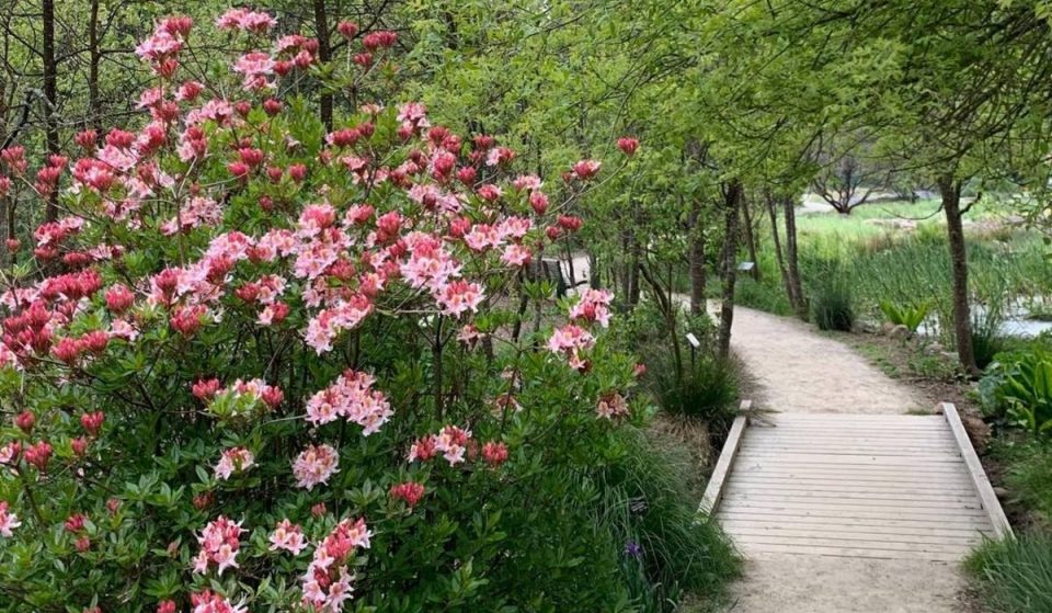 SF Botanical Garden To Hold Native CA Plant Sale September 11 and 12