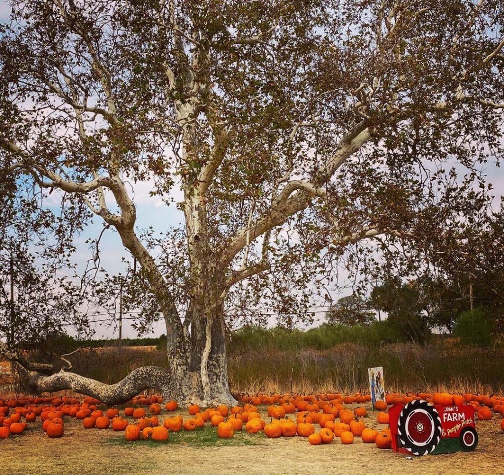 16 Outstanding Bay Area Pumpkin Patches To Visit This Fall