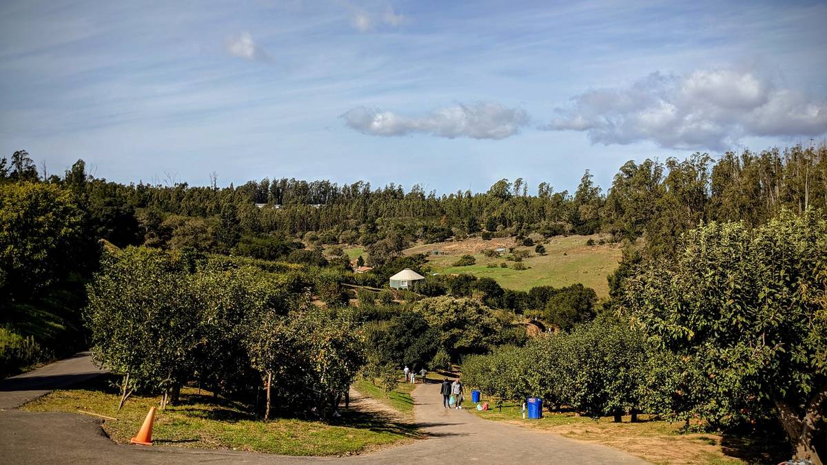 Apple trees at Clearview Orchards.