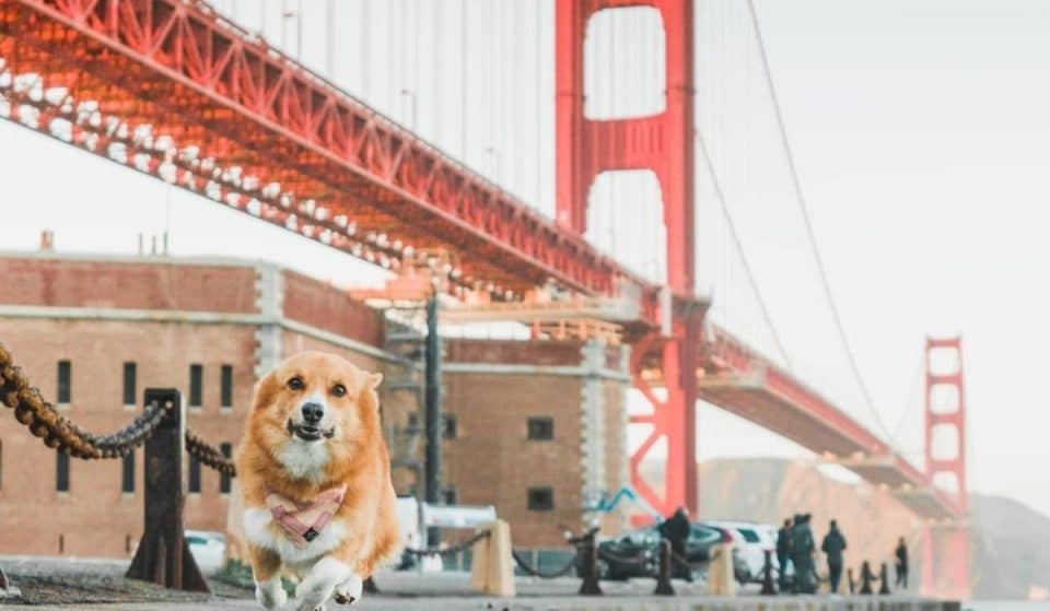 San Francisco’s Beloved Fall Corgi Con Event Is Canceled This Year
