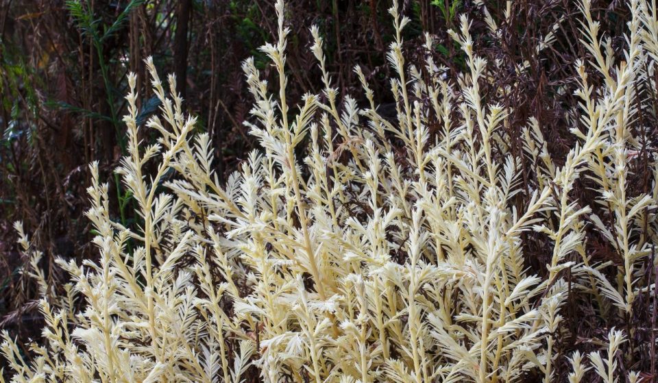 SF Botanical Garden Is Home To An Extremely Rare Albino Redwood Or ‘Ghost Tree’