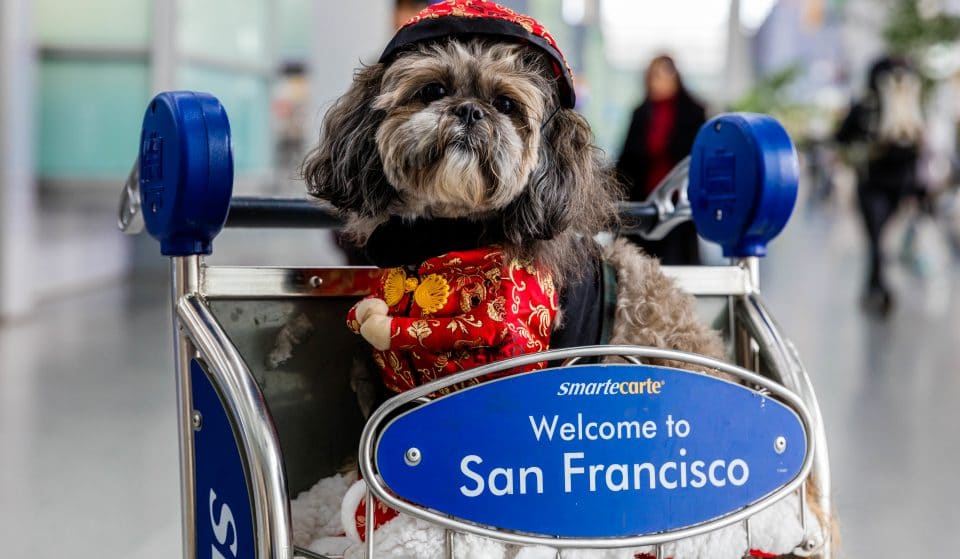 The Beloved ‘Wag Brigade’ Is Back Greeting Flyers At SFO