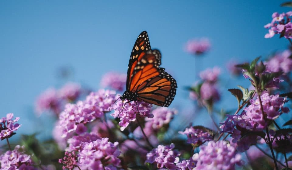 Monarch Butterfly Populations Experience Major Rebound In California