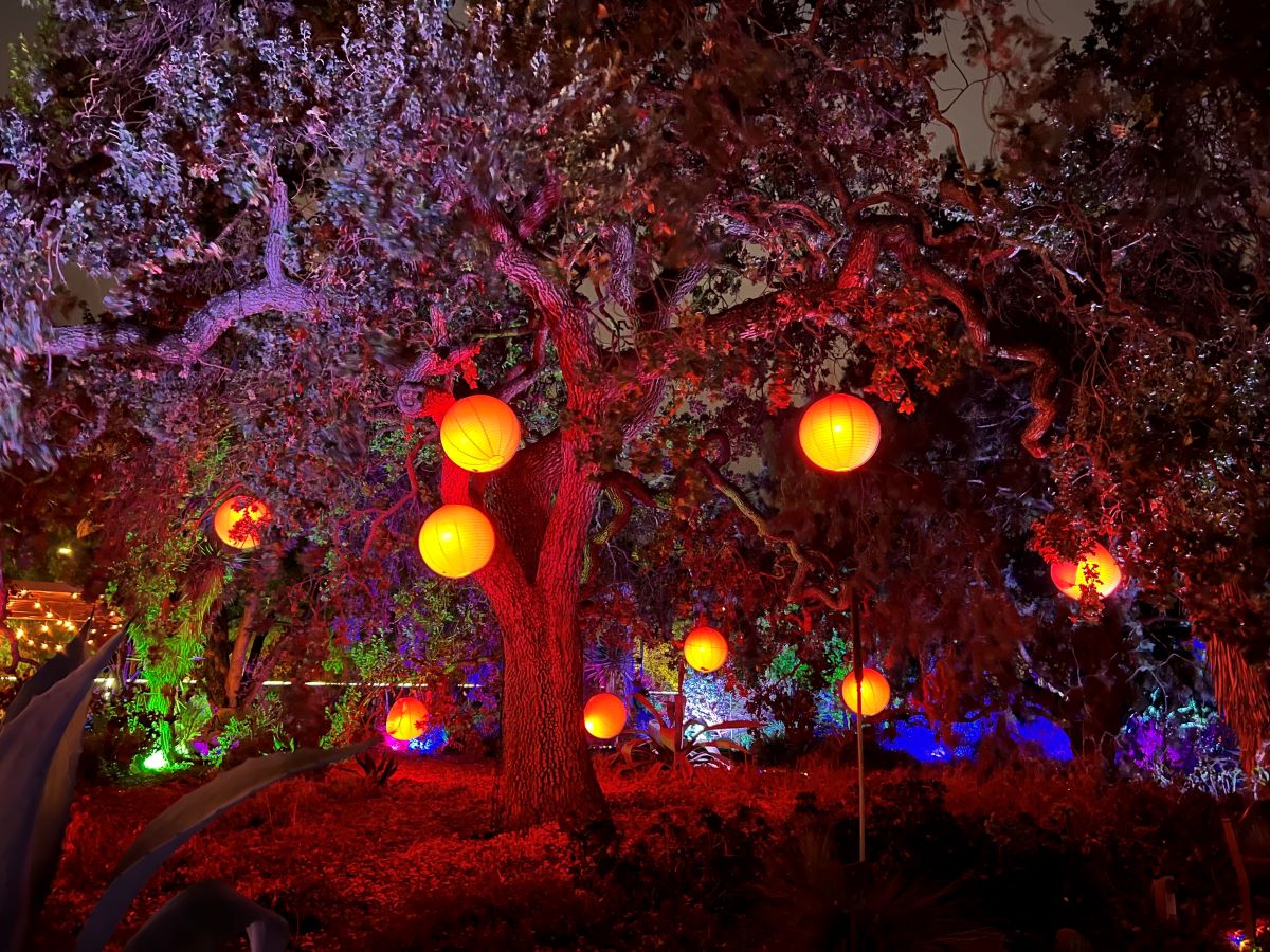 Illuminated plants at Ruth Bancroft Garden's Garden of D'Lights event