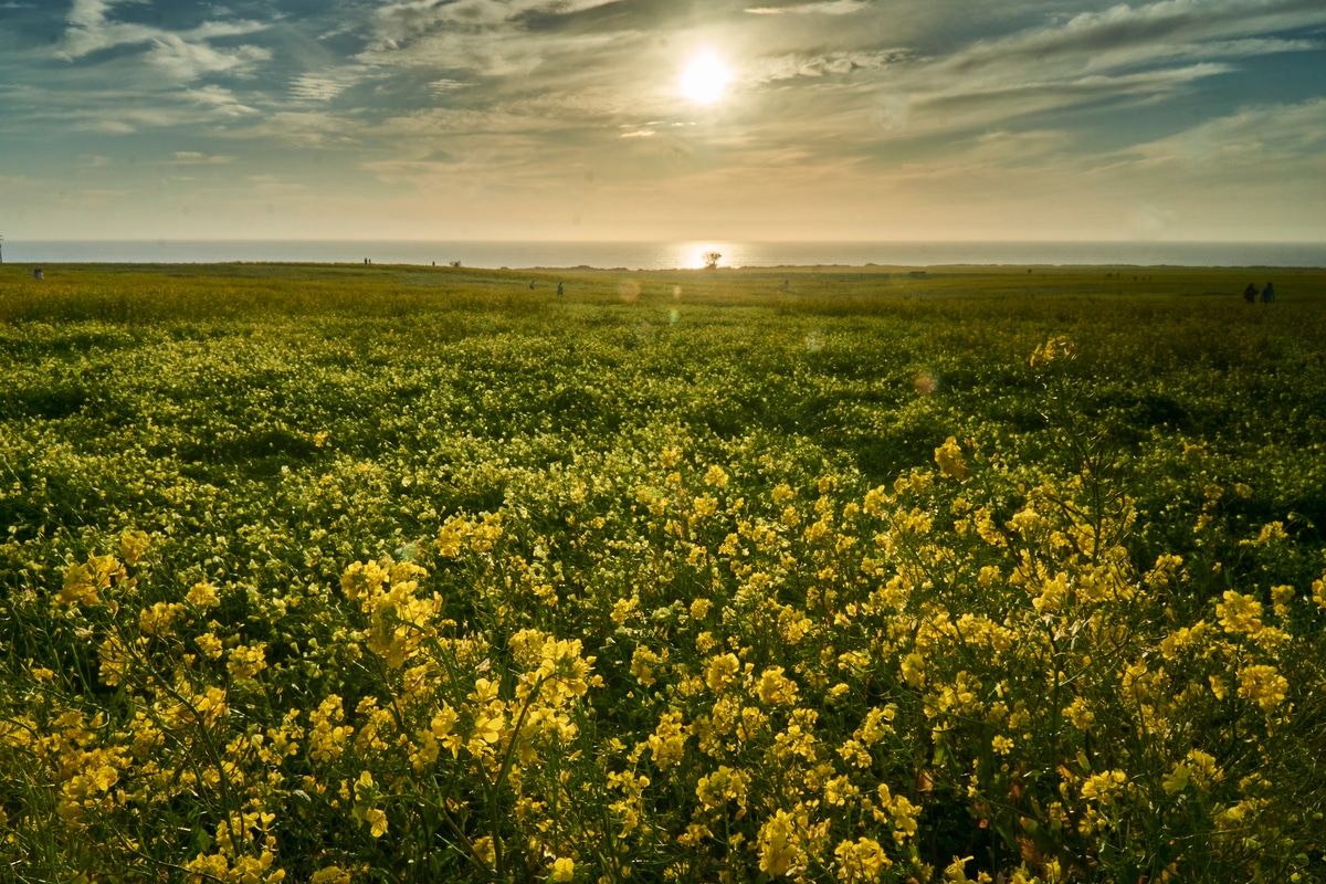 Half Moon Bay's Enormous Wild Mustard Field Is Now In Bloom Secret San Francisco