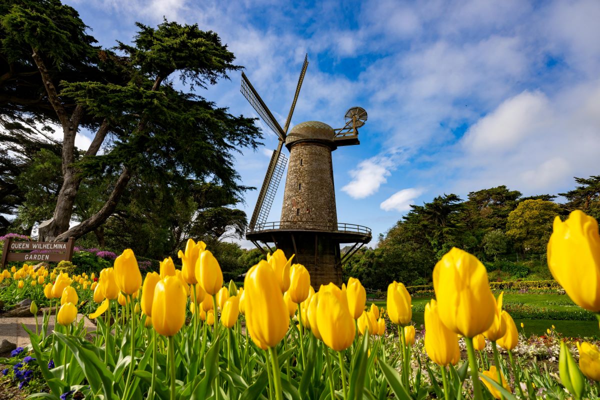 Yellow tulips at Queen Wilhelmina Tulip Garden