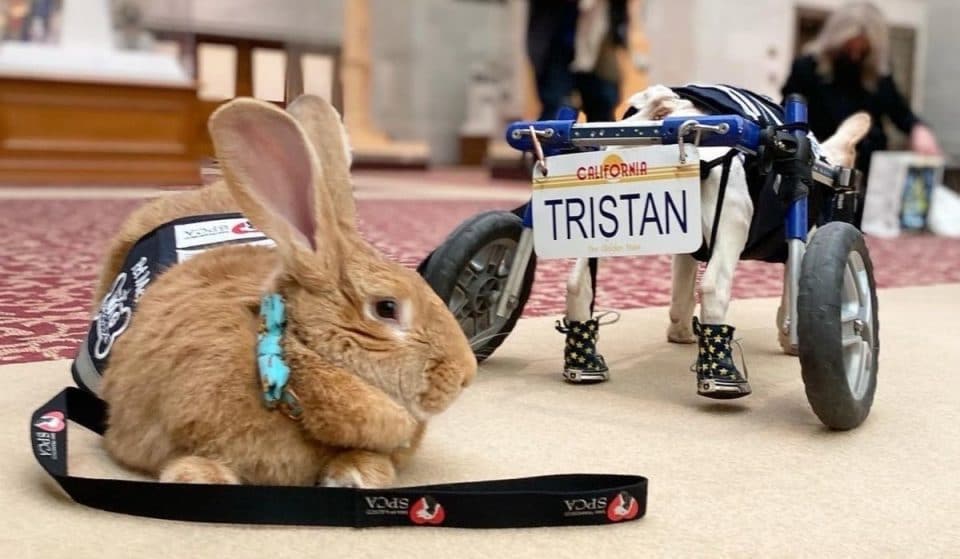 SFO’s Beloved ‘Wag Brigade’ Has Added A Giant Rabbit To Greet Flyers