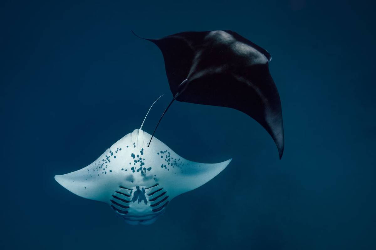 A black and a white stingray