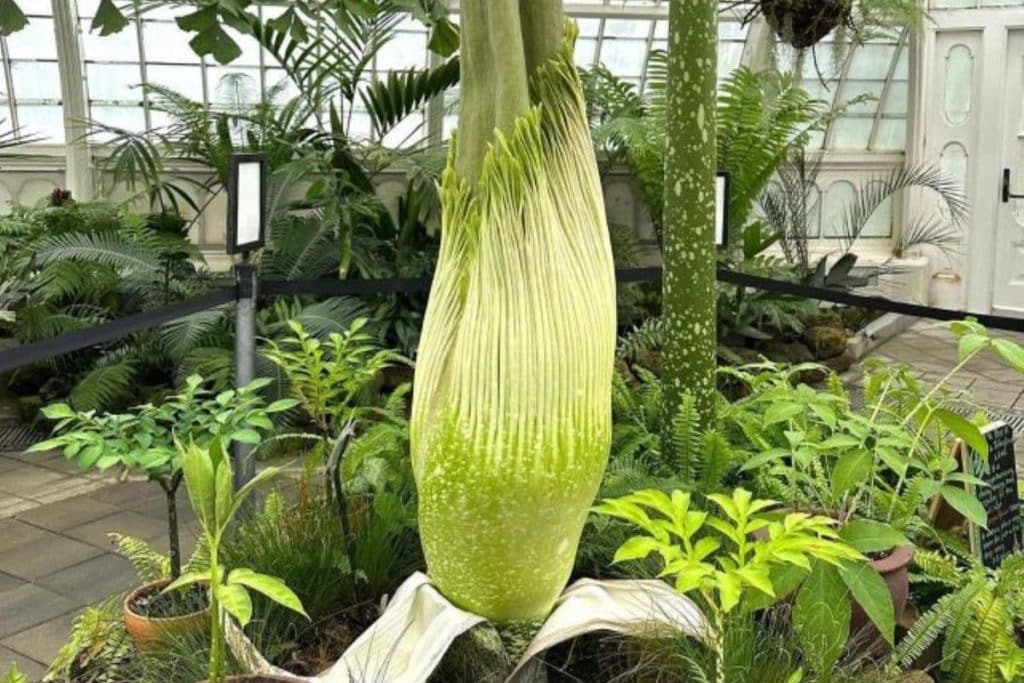 A rare flower that smells like rotting flesh is about to bloom at the SF Conservatory of Flowers—and you only have 2 days to see it