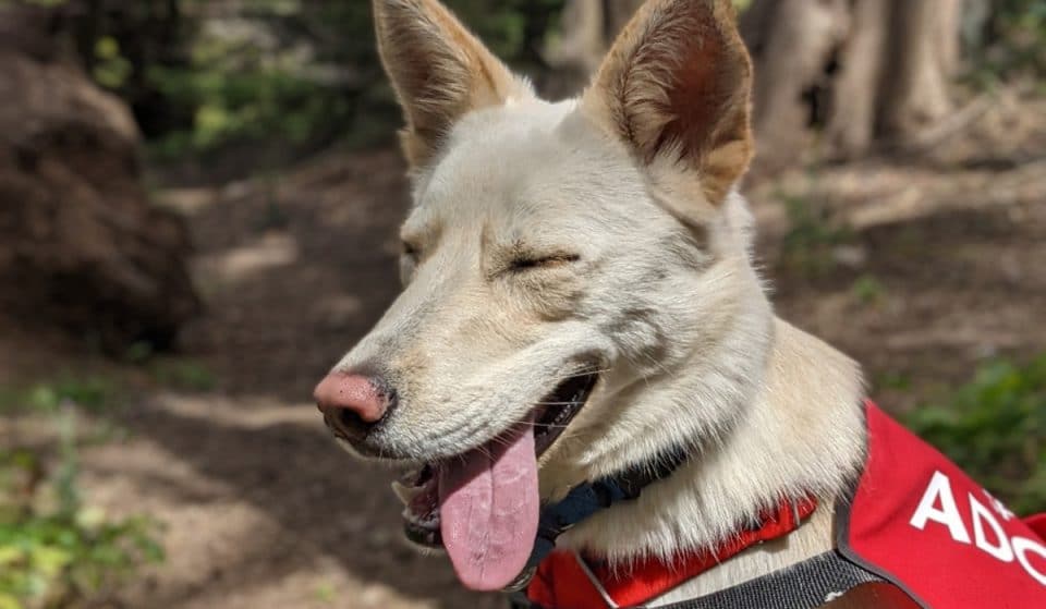San Francisco SPCA Now Offering Free Adoption For Adult Dogs And Cats