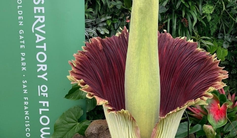 Hoy es tu última oportunidad para ver la flor cadáver del Conservatorio de las Flores antes de que vuelva a cerrar durante otros 3 a 5 años
