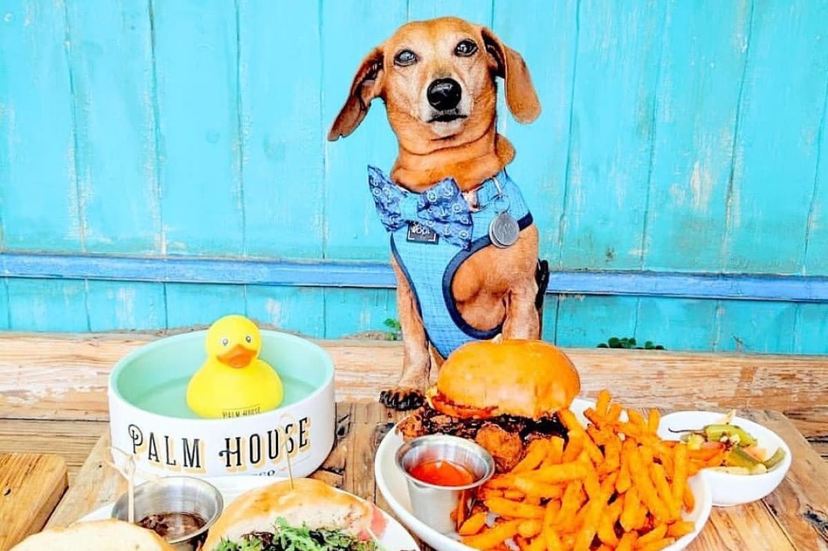 10 Exceptional Dog Friendly Restaurants And Bars In San Francisco