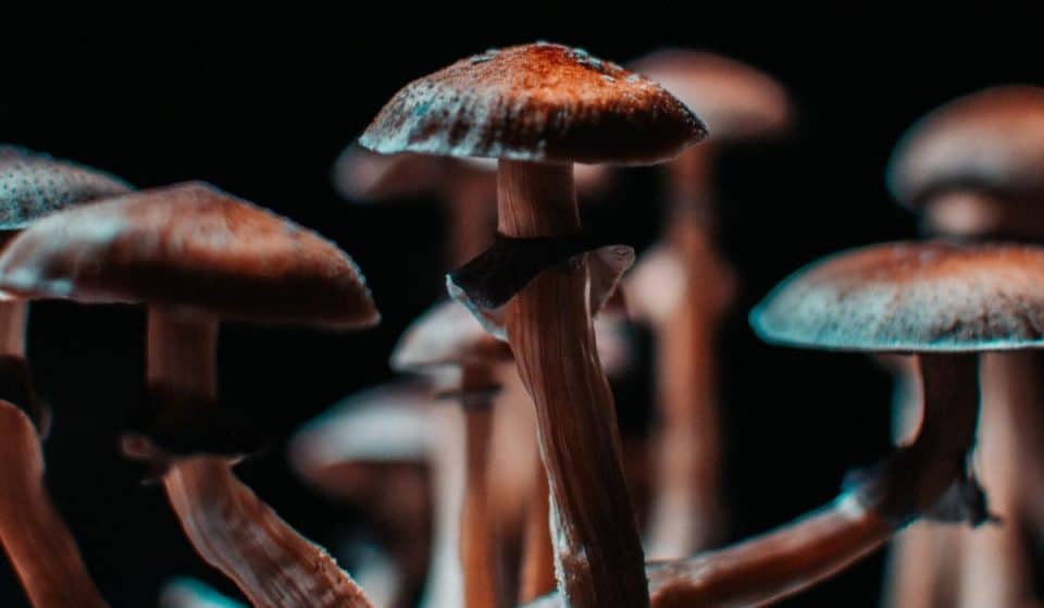 San Francisco Has Unanimously Decriminalized Psychedelics