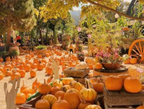 15 Outstanding Bay Area Pumpkin Patches To Visit This Fall 2025