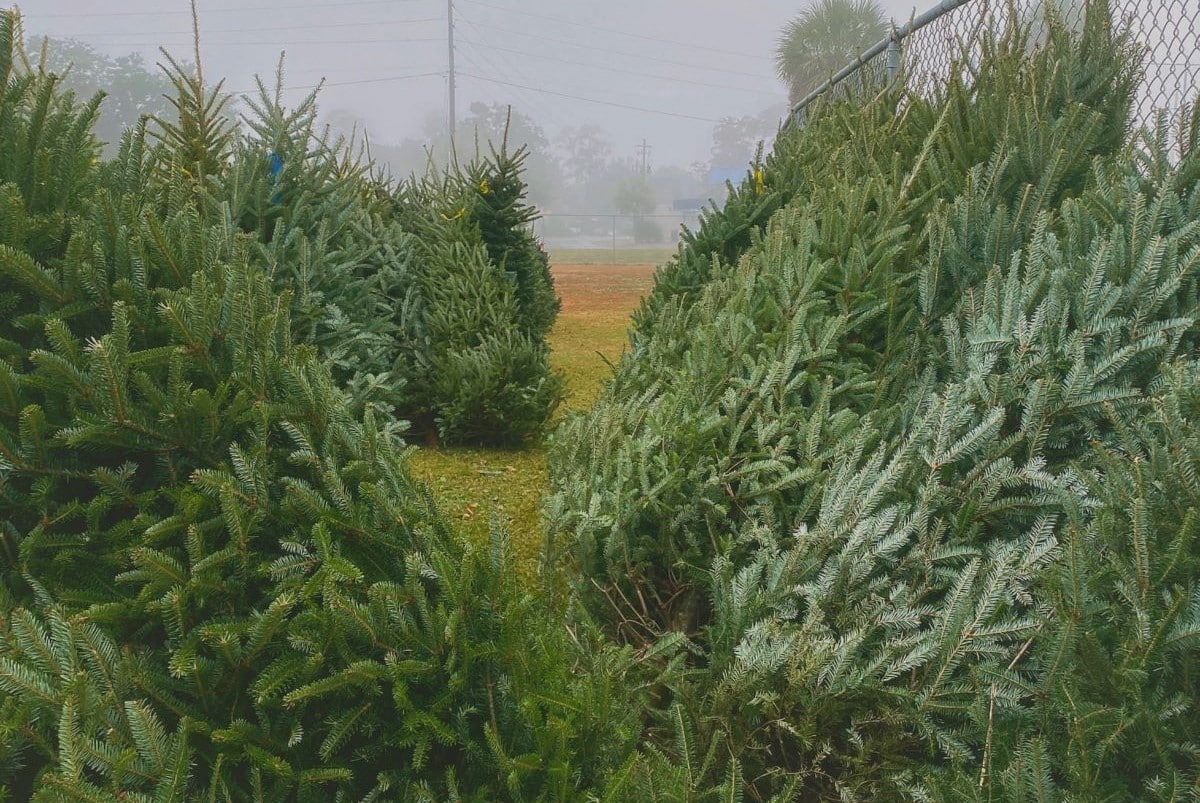 5 Places To Buy A Christmas Tree In San Francisco
