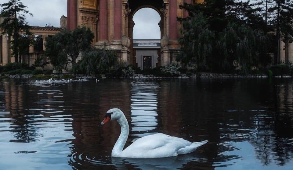 SF Icon, Blanche The Swan, Has Died At Age 28