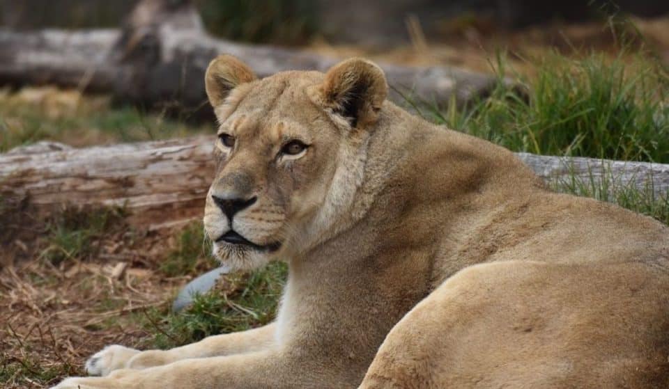 SF Zoo Mourns Death Of Their Beloved Lioness