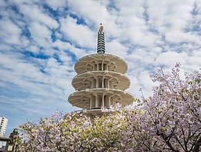 San Francisco’s Historic Cherry Blossom Festival Returns For One Final Weekend — Featuring A Grand Parade, Live Performances, And More