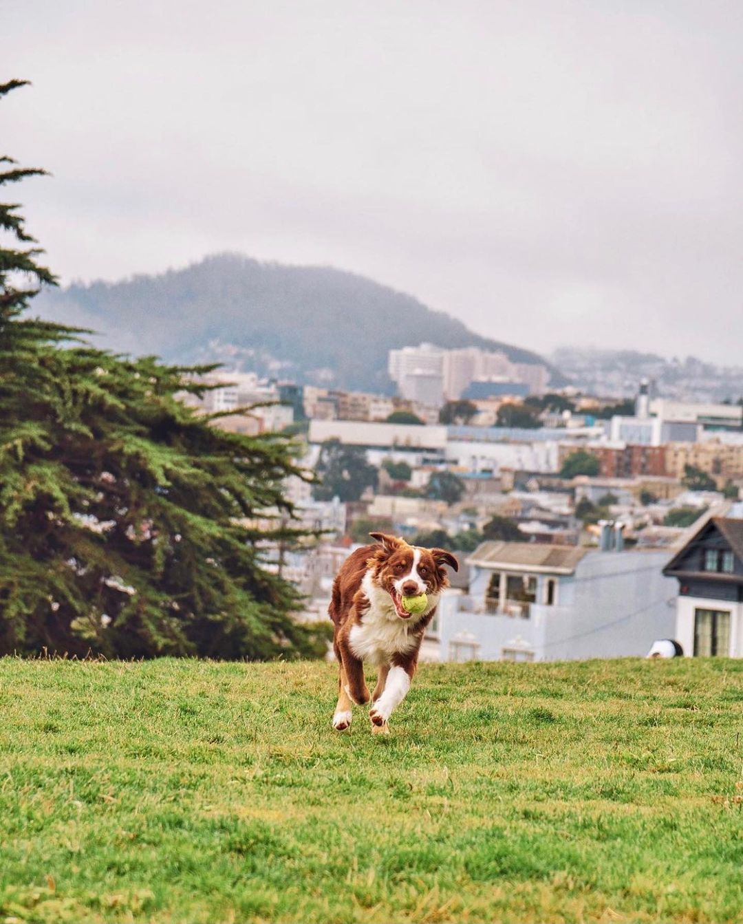 10 Wonderful Dog Parks In San Francisco - Secret San Francisco