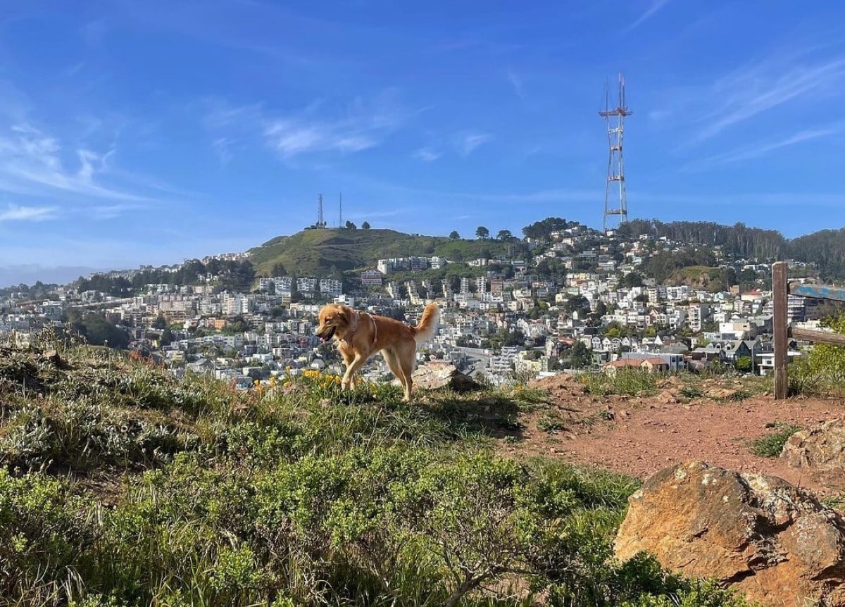 10 Wonderful Dog Parks In San Francisco Secret San Francisco