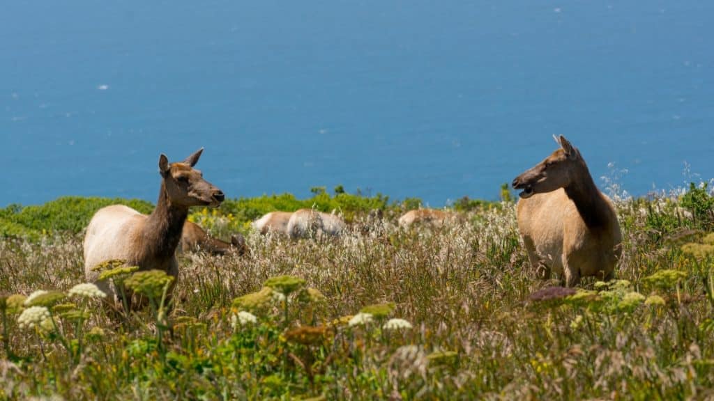 dos alces frente al océano