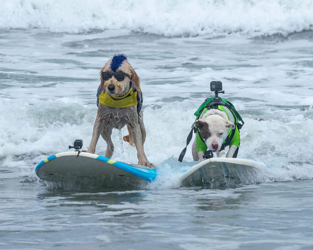two dogs surfing in Pacifica