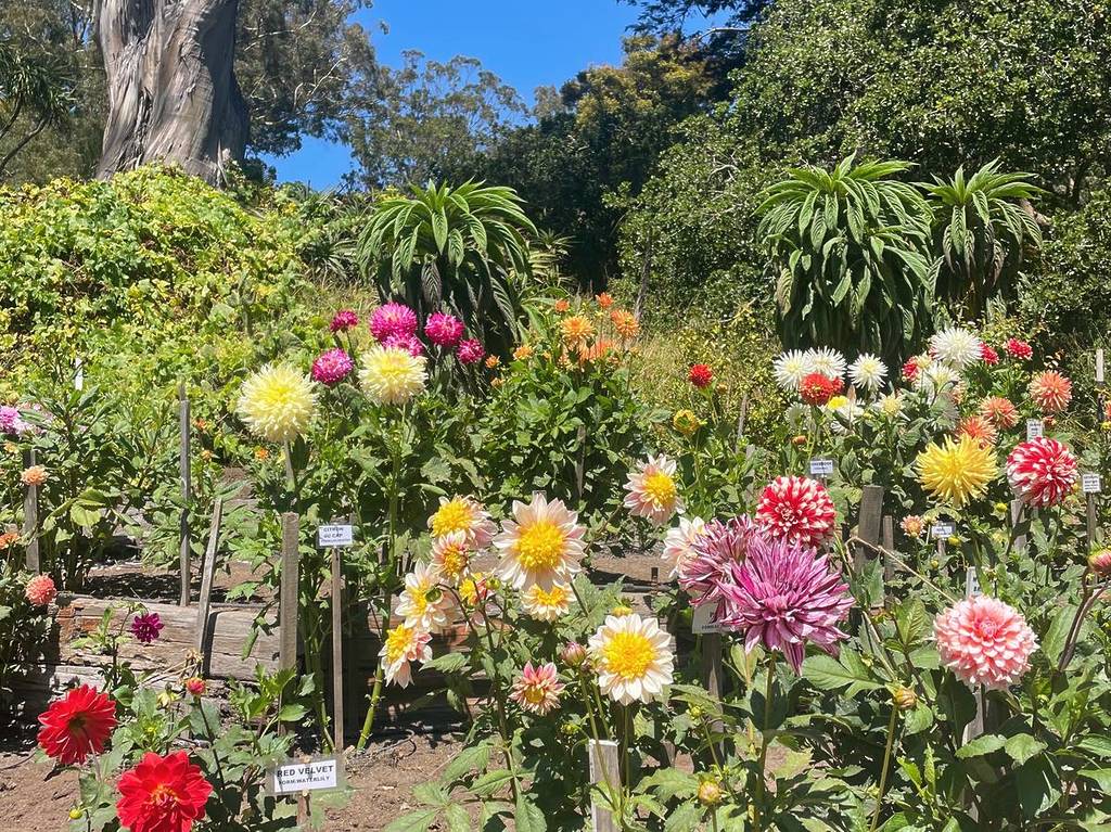 the dahlias at golden gate park