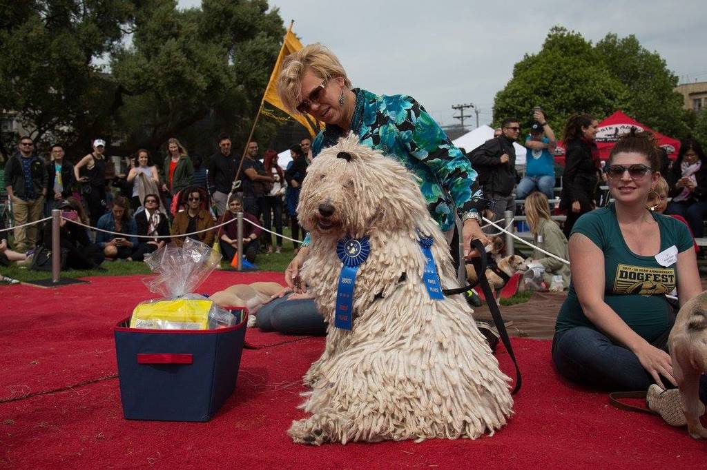 A giant dog at dogfest in SF