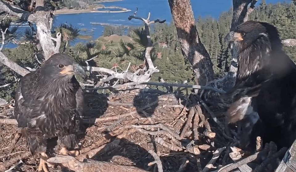 Big Bear&#8217;s Celebrity Bald Eaglets To Fledge Any Moment Now—Here’s The Latest Update