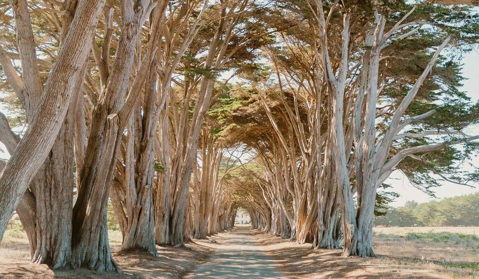 This Surreal Cypress Tree Tunnel Has Been Wowing Visitors For Nearly A Century—And It&#8217;s Only 1.5 Hours Outside Of SF