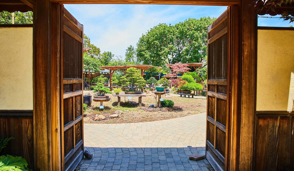 Este jardín de bonsáis gratuito de Oakland exhibe casi 100 árboles en miniatura, y ni siquiera los lugareños saben que está allí