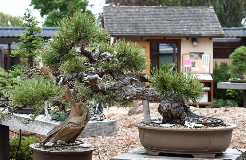 Bonsai trees at Oakland Bonsai Garden.