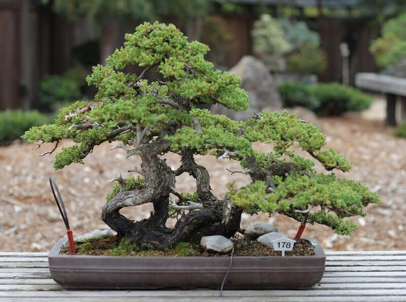 Bonsai Garden in Oakland CA