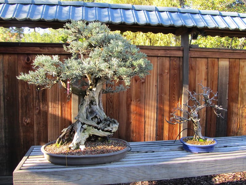 Two bonsai at Oakland bonsai garden.