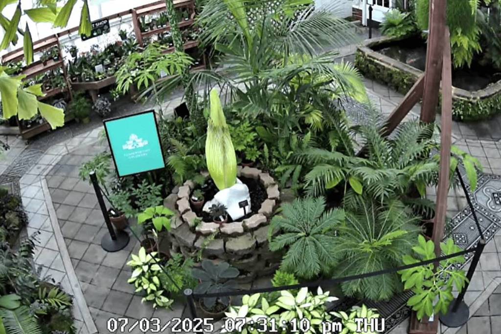 Conservatory of Flowers Corpse Flower Live Stream