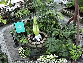 A Rare And Stinky Flower Named &#8216;Chanel&#8217; Will Bloom In SF Within A Week—And There&#8217;s A Livestream!