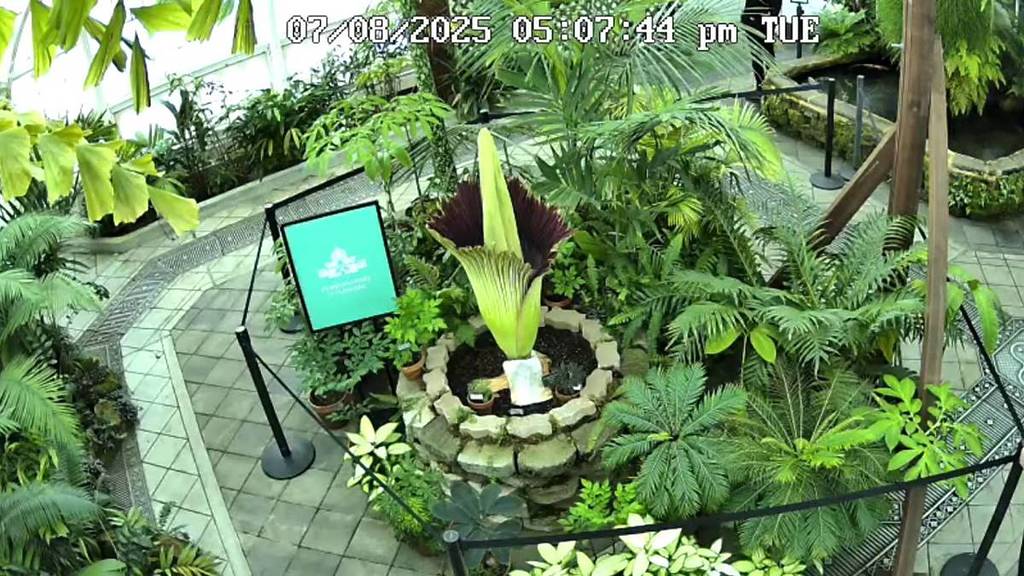 Conservatorio de Flores Flor cadáver en directo