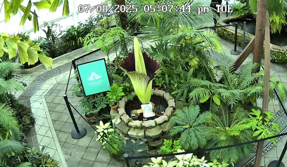 Thousands Are Flocking To A Historic SF Garden To See (And Smell) This Rare Flower—Here Are Today&#8217;s Special Hours