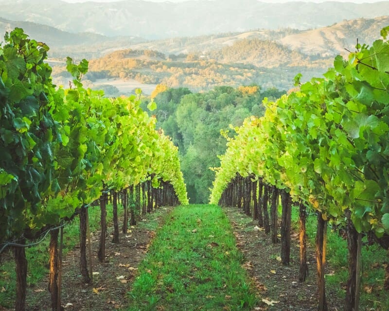 Vineyard in Healdsburg, California
