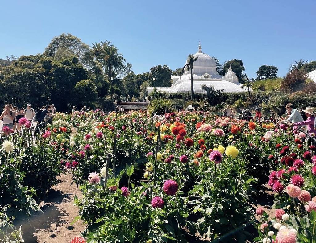 dalias en flor en un día soleado