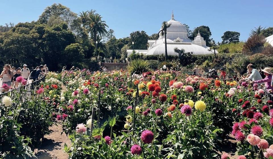 Over 700 Varieties of Dahlias Are Blooming In This Free Garden In Golden Gate Park