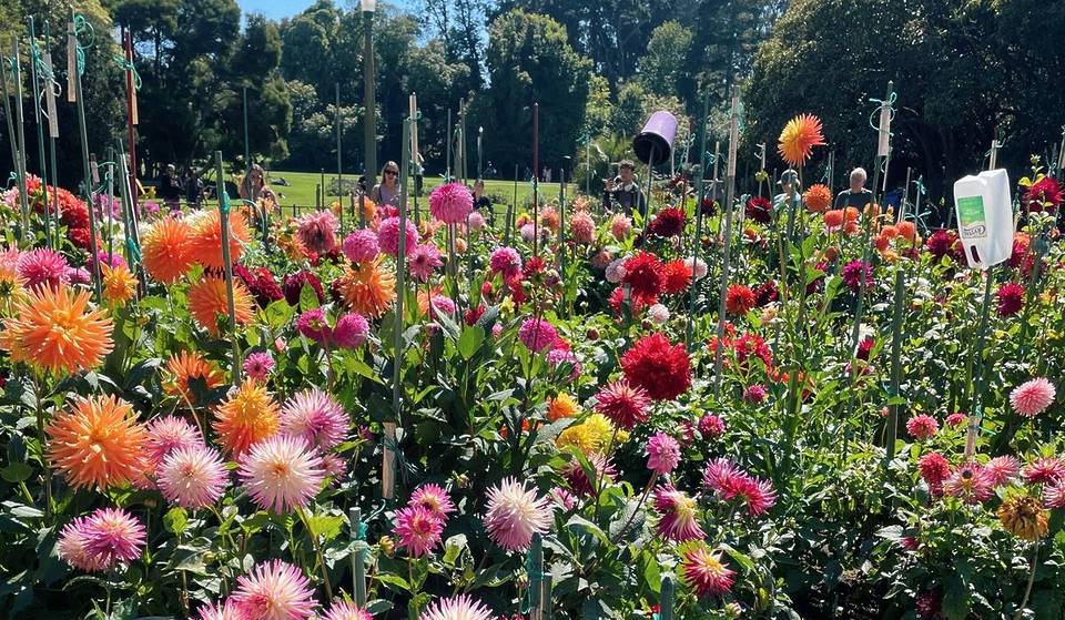 Tucked next to the Conservatory of Flowers, this free San Francisco garden is bursting with colorful flowers— and now is the time to see it