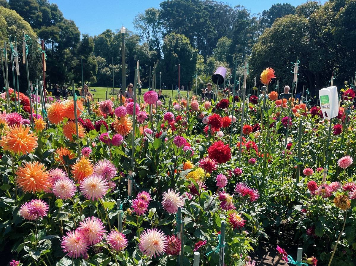 dahlias blooming