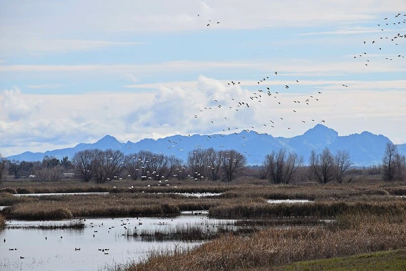 Geese at Sutter wildlife refuge in CA.