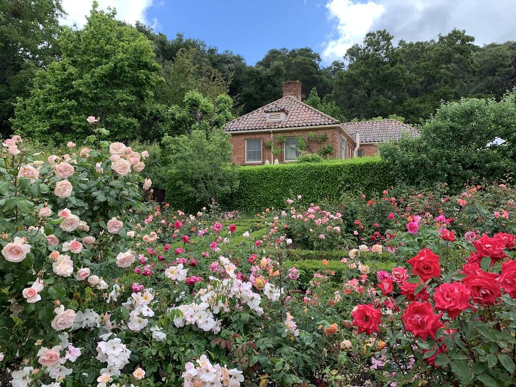 rose garden in Filoli