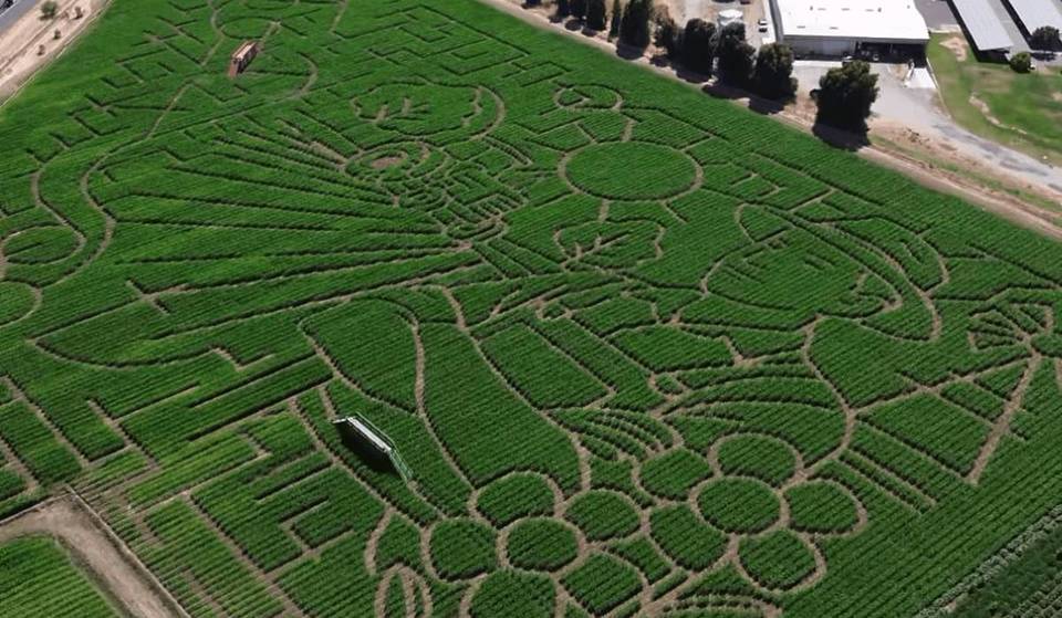 This World-Record Corn Maze Is Just 1 Hour From SF, And Its 2025 Design Has Just Been Revealed