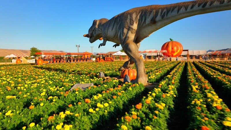 Animatronic dinosaur and marigold field at Spina Farms